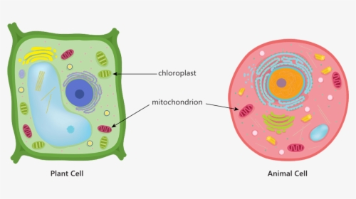 Animal Plant Cell Mitochondria Chloroplast Respiration, HD Png Download, Transparent PNG