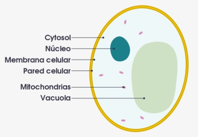 Fungal Cell Vs Animal Cell, HD Png Download, Transparent PNG