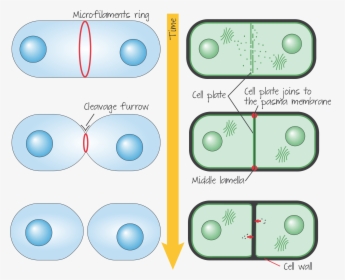 Animal Cell Png, Transparent Png, Transparent PNG