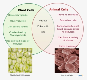 Image Result For Plant And Animal Cell Venn Diagram, HD Png Download, Transparent PNG