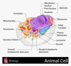 Animal Cell Png, Transparent Png, Transparent PNG