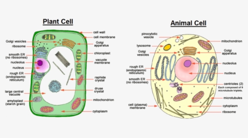 Image Showing Difference Between Animal Cell And Plant, HD Png Download, Transparent PNG