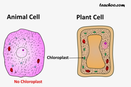 Both Plant And Animal Cell, HD Png Download, Transparent PNG