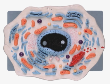 Animal Cell Model For School Teaching, HD Png Download, Transparent PNG