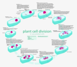 Plant Vs Animal Cell Division, HD Png Download, Transparent PNG