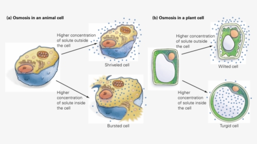 When Water Leaves An Animal Cell, It Shrinks, HD Png Download, Transparent PNG