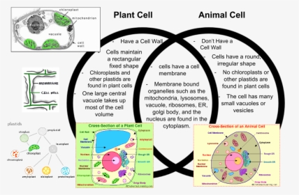 Animal Cell And Plant Cell Venn Diagram, HD Png Download, Transparent PNG