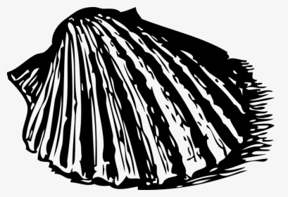 Scallop Shell, HD Png Download, Transparent PNG