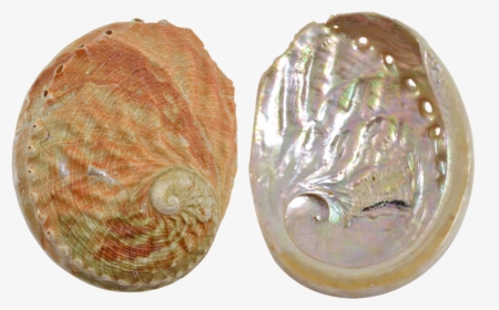 Abalone-red Wave 5, HD Png Download, Transparent PNG