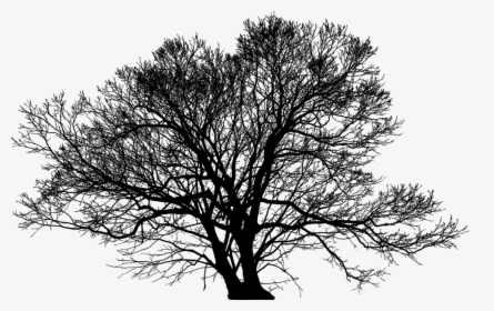 Tree, Leafless, Barren, Nature, Ecological, Green, HD Png Download, Transparent PNG