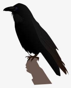 Transparent Raven Feather Png, Png Download, Transparent PNG