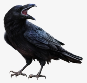 Raven Feather Png, Transparent Png, Transparent PNG