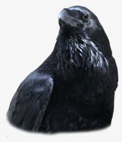 Raven Feather Png, Transparent Png, Transparent PNG