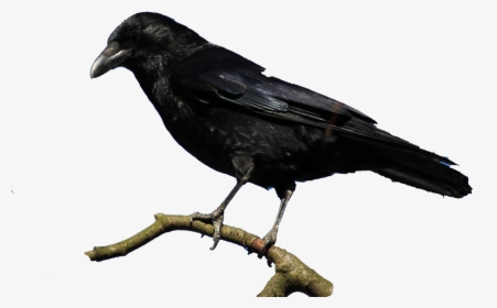 Raven Feather Png, Transparent Png, Transparent PNG