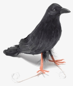 Raven Feather Png, Transparent Png, Transparent PNG