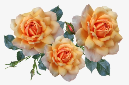 Roses, Flowers, Arrangement, Garden, Nature, HD Png Download, Transparent PNG
