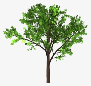 Tree, Leaves, Branches, Isolated, Transparent, Nature, HD Png Download, Transparent PNG