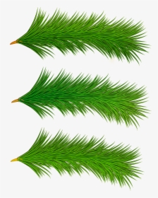 Tree Branches Png, Transparent Png, Transparent PNG