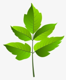 Leaf Green Png Clip Ar, Transparent Png, Transparent PNG