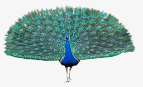 Peacock Png Image, Transparent Png, Transparent PNG