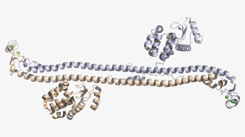 Crystal Structure Of The Trim5α Hiv-1 Restriction Factor, HD Png Download, Transparent PNG
