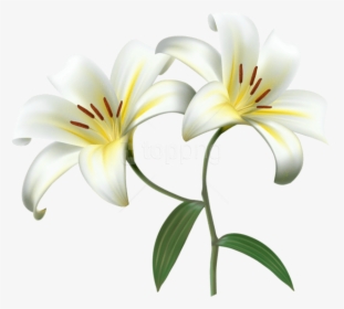 Free Png Download White Lilium Flower Decorative Transparent, Png Download, Transparent PNG