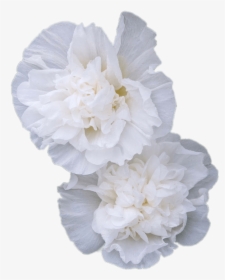 Double White Hollyhock Flowers, HD Png Download, Transparent PNG