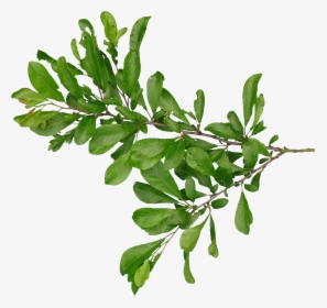 Tree Branch With Leaves Png, Transparent Png, Transparent PNG