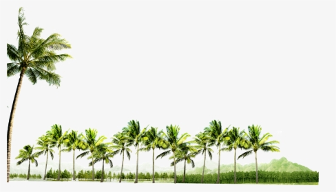 Clip Art Palm Tree Grove, HD Png Download, Transparent PNG