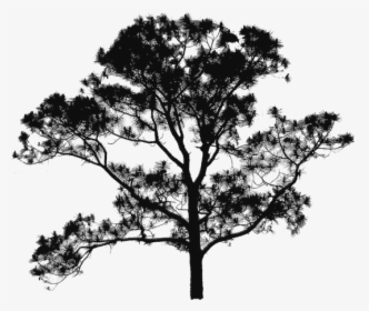 Tree Plan Png, Transparent Png, Transparent PNG