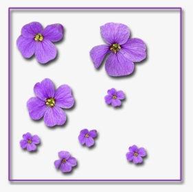 Single-flowers 1,200×1,200 Pixels, HD Png Download, Transparent PNG