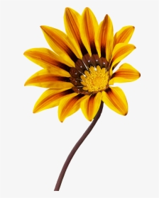 Single Flowers Png, Transparent Png, Transparent PNG