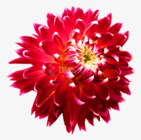 Flower,flowering Flowers,daisy Family,annual Flower,perennial, HD Png Download, Transparent PNG