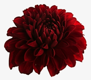 Dahlia, Flower, And Png Image, Transparent Png, Transparent PNG