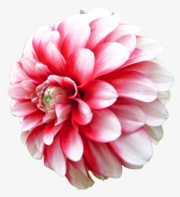 Dahlia Cut Flowers Daisy Family, HD Png Download, Transparent PNG
