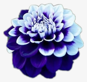 #flower #blue #dahlia #girly #cute, HD Png Download, Transparent PNG