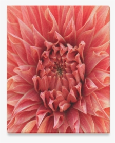 Bright Red Dahlia Flower Canvas Print 8 X10, HD Png Download, Transparent PNG