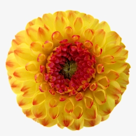 Dahlia Blossom Bloom Free Photo, HD Png Download, Transparent PNG