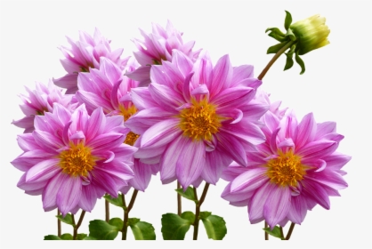 Dahlias, Autumn, Pink, Purple, Pink Flower, HD Png Download, Transparent PNG