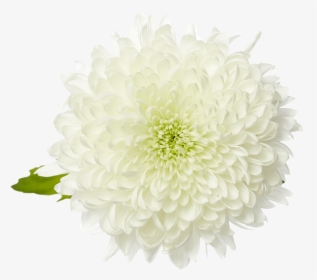 Dahlia Flower Png, Transparent Png, Transparent PNG