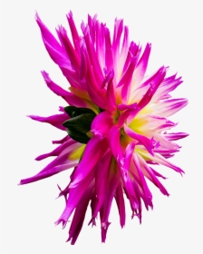 Dahlia Flower Png, Transparent Png, Transparent PNG