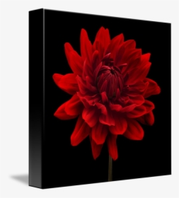 Transparent Dahlia Flower Clipart, HD Png Download, Transparent PNG