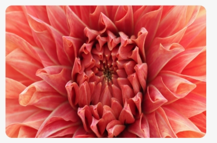 Bright Red Dahlia Flower Doormat, HD Png Download, Transparent PNG