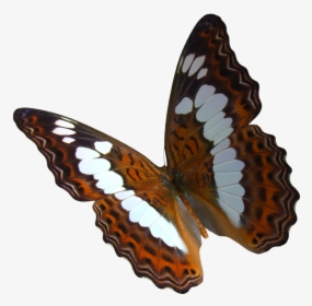 Swarm Of Postman Butterflies, HD Png Download, Transparent PNG