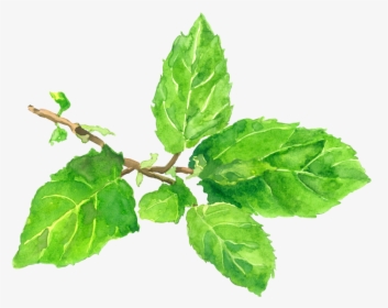 Tulsi Tree Png, Transparent Png, Transparent PNG