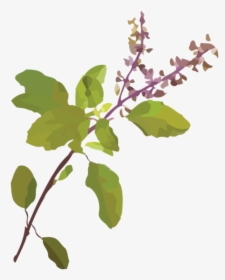 Tulsi Tree Png, Transparent Png, Transparent PNG