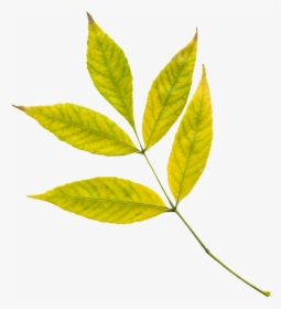 Yellow Leaf Png, Transparent Png, Transparent PNG