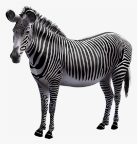 Zebra Photo Background, HD Png Download, Transparent PNG