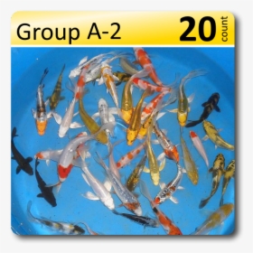 Fish Group Png, Transparent Png, Transparent PNG