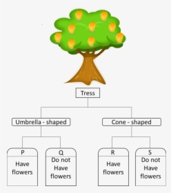 Look At The Picture Of The Tree, HD Png Download, Transparent PNG